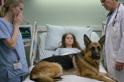 JUST IN: German Shepherd Invades Comatose Girl’s Room — What He Does SHOCKED the Entire Hospital!