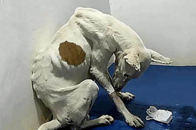 Stray to Beloved: How Rio Found Joy and Health Through Kindness and Care