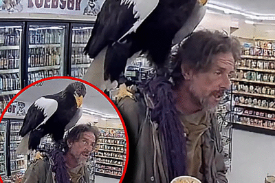Homeless Man Vanishes After Shopping With an “Extinct” Eagle on His Shoulder