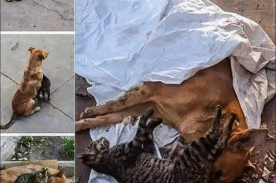 They were never supposed to be friends